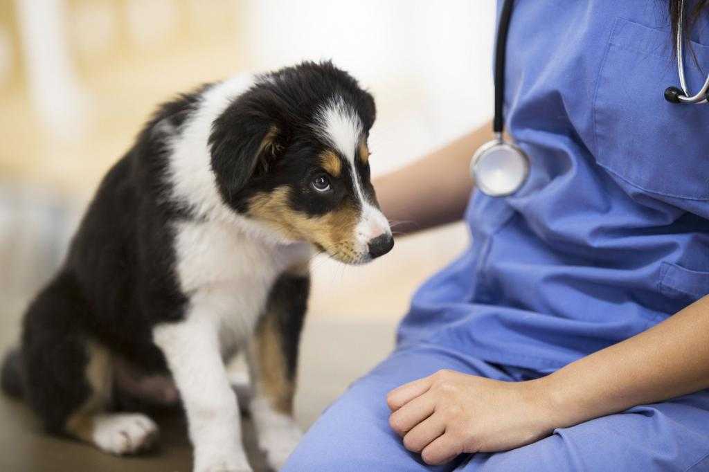Заболевания печени у собак - причины, симптомы, лечение | ветклиника зоостатус