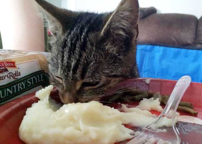 Можно ли давать кошке овощи: рацион питания, режим и нормы кормления
