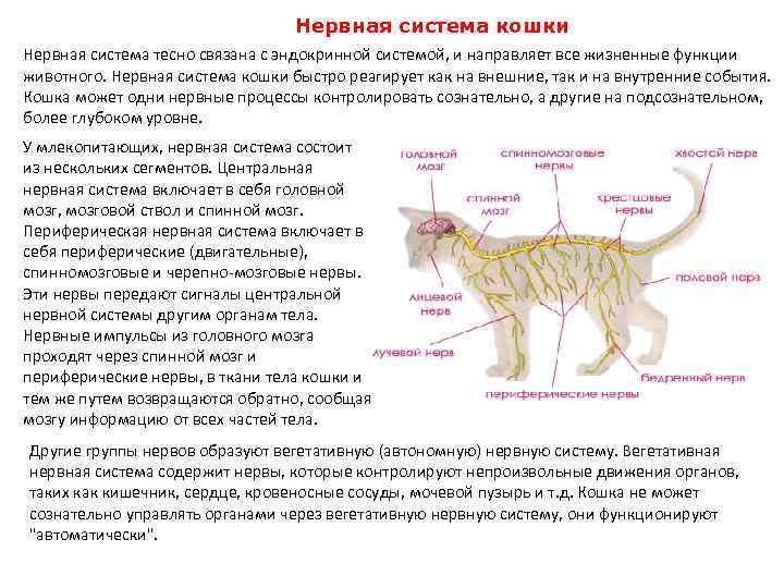 Повреждения позвоночника у кошки: диагностика, лечение, прогнозы