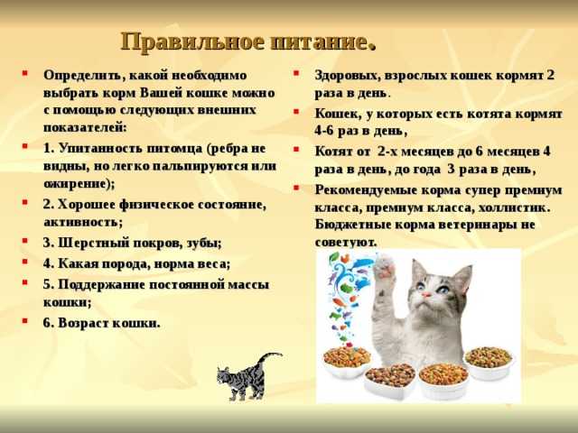 Сколько живут кошки и коты? условия, рекомендации, породы