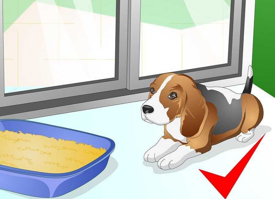 Лоток для собак: как выбрать туалет для вашего любимца