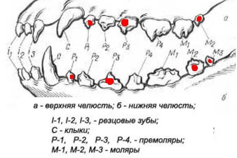 ᐉ смена зубов у щенков - ➡ motildazoo.ru