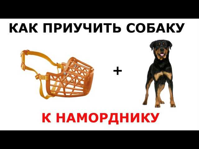 Как приучить собаку к наморднику