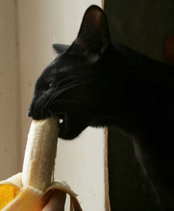 Можно ли коту есть бананы