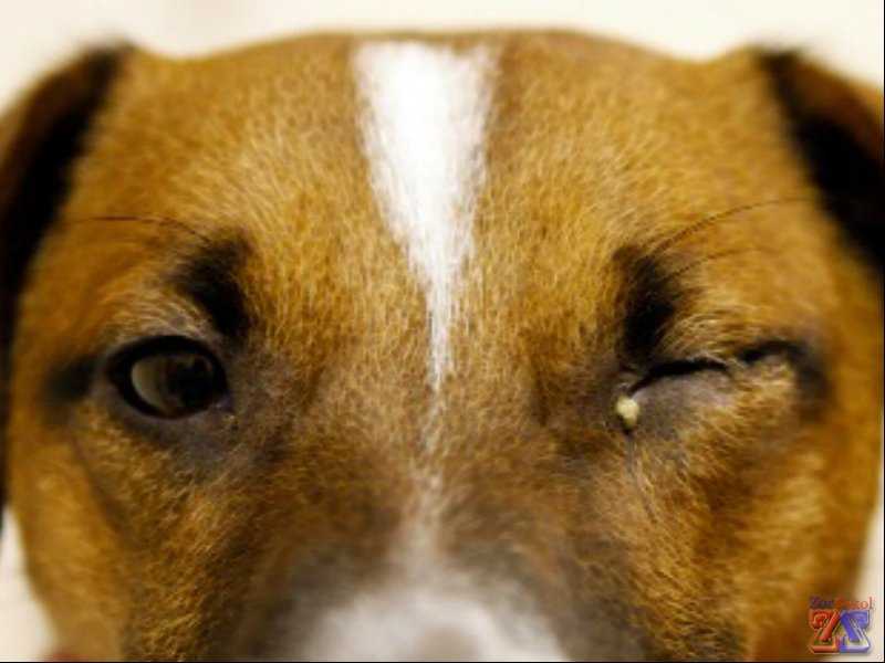 Собака щурит глаз. ветклиника "зоостатус"