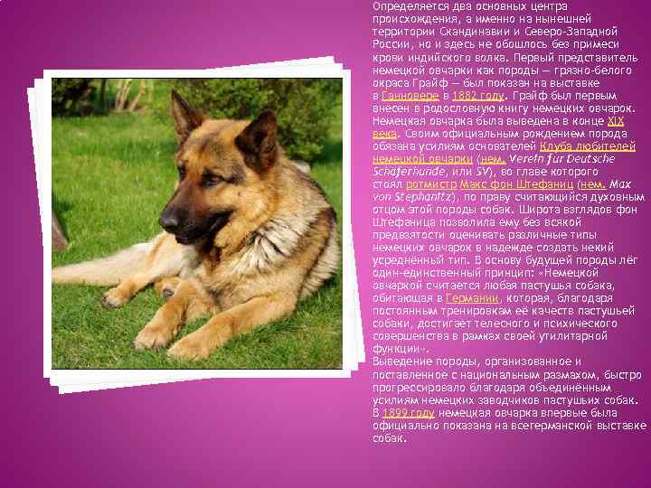 Хорватская овчарка: характеристика, описание, уход (с фото) | все о собаках