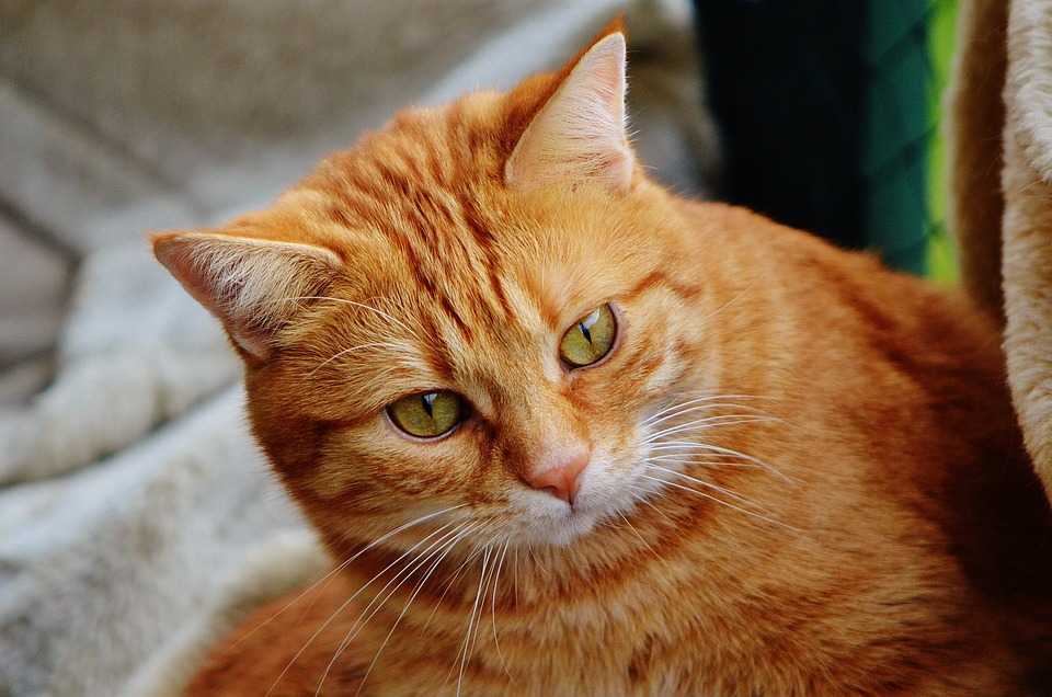 Рыжий кот или кошка в доме - все приметы и суеверия