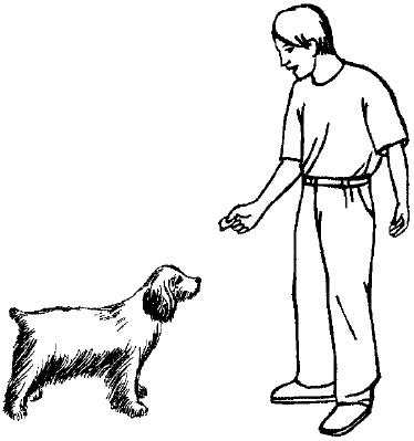 Как научить собаку командам