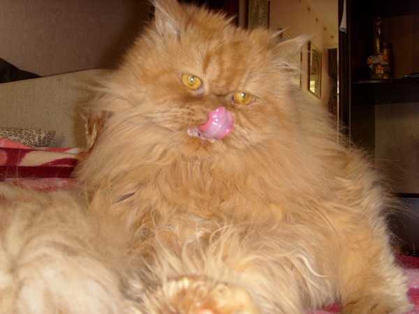Сколько живут персидские. Рыжий персидский кот. Рыжие персидские коты. Персидский рыжий кот толстый. Долгожитель персидский кот.