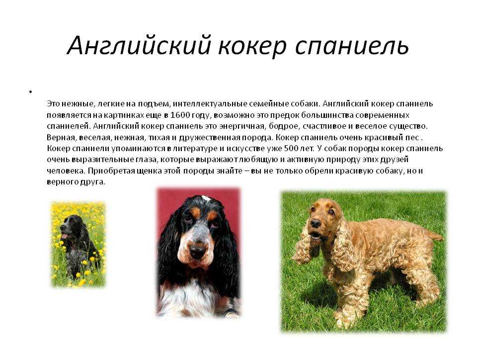 Харьер — фото, описание породы собак, особенности характера