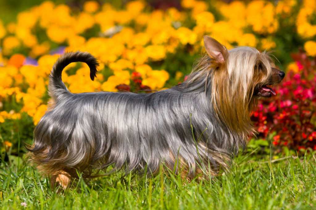 Йоркширский терьер (йорк): описание породы собаки, фото, характер, уход и содержание, щенки