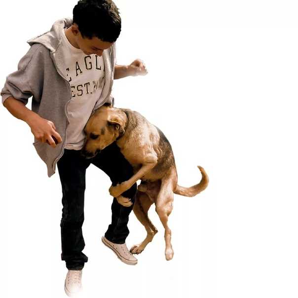 Почему собака рычит на хозяина: причины, способы перевоспитания, как быстро отучить собаку рычать на хозяина
