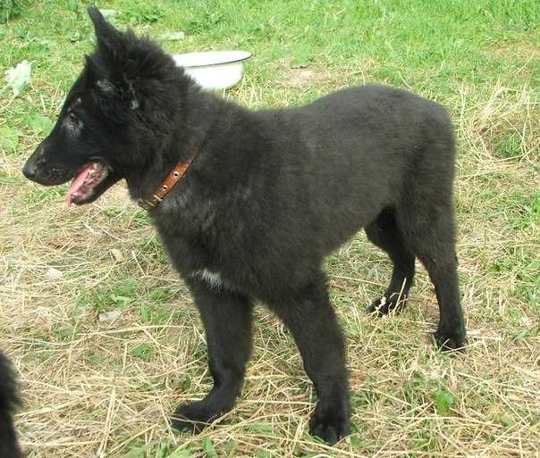 Бельгийская овчарка: описание породы, характер собаки и щенка, фото, цена