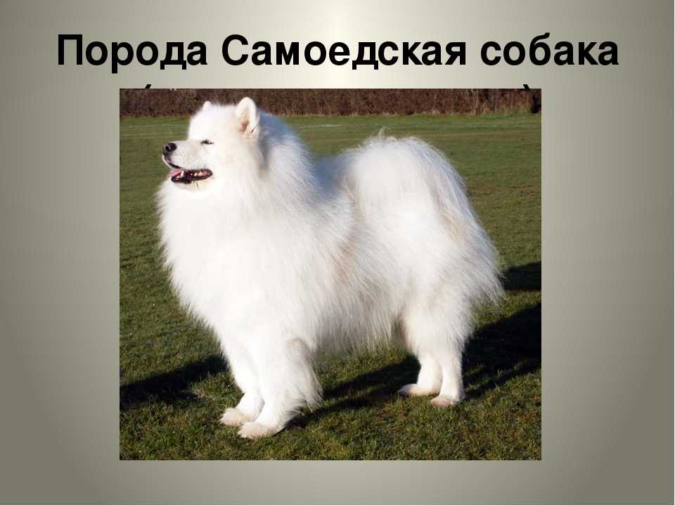 ᐉ порода собаки самоед почему так назвали? - zoomanji.ru
