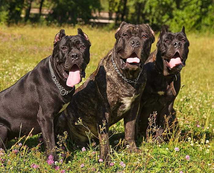 Кане-корсо (87 фото): описание собак породы итальянский мастиф, стандарт щенков, отзывы владельцев