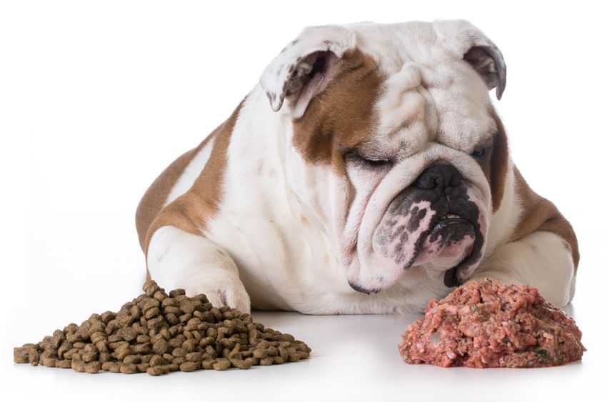 Как откормить истощённого пса | блог ветклиники "беланта"