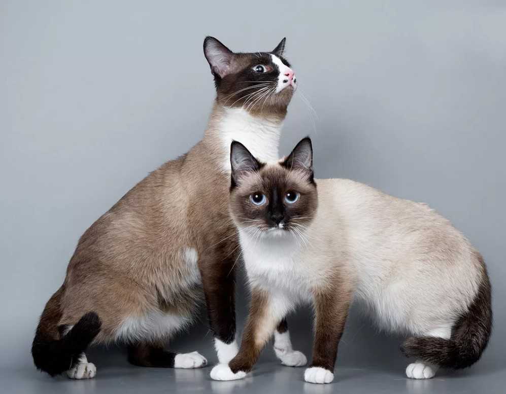 Кошки с приплюснутой мордой: порода