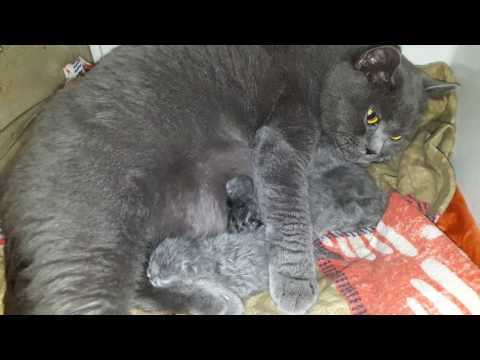 Беременность британской кошки: продолжительность, признаки, уход и кормление