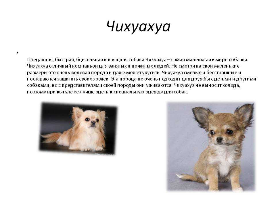 Мини чихуахуа: внешний вид, советы по выбору щенка, содержание, уход, здоровье (+ фото)