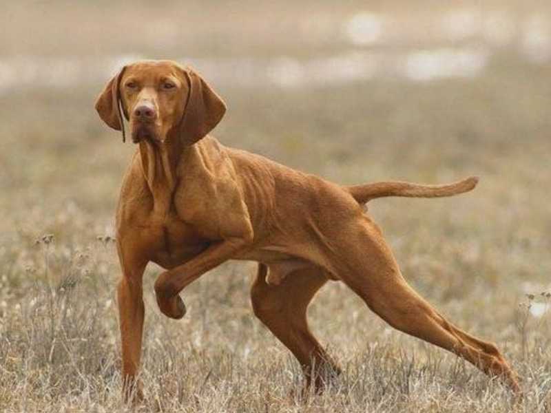 Французский бульдог собака. описание, особенности, уход, содержание и цена породы