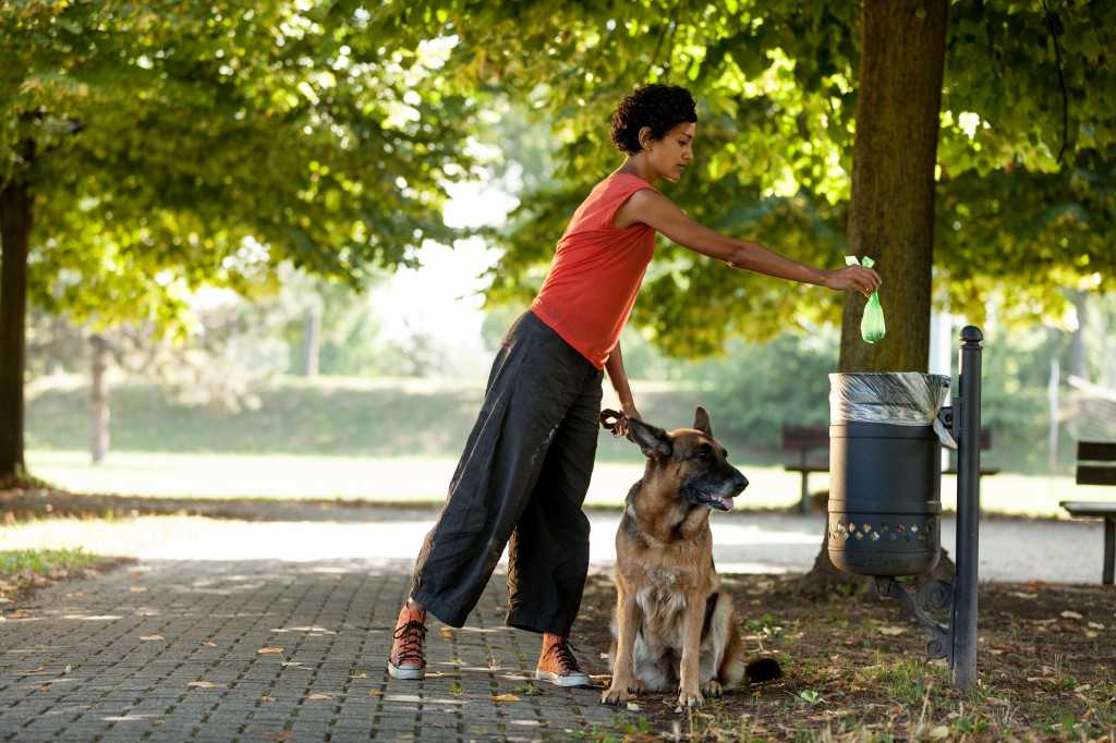 Как отучить собаку подбирать еду на улице: эффективные методы