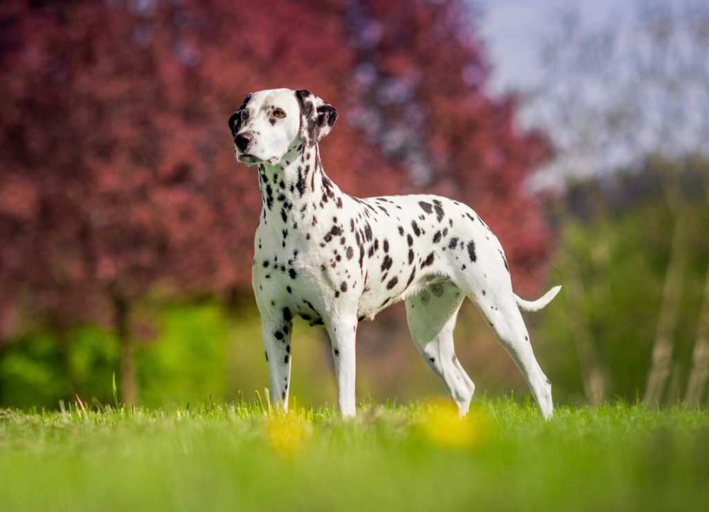 Порода собак далматин (dalmatian): фото, видео, описание породы и характер