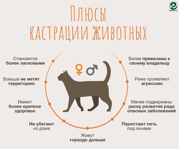 Как отучить кота метить территорию: что делать, если он метит в доме или квартире, как бороться на улице, как найти и нейтрализовать метки - блог о животных - zoo-pet.ru