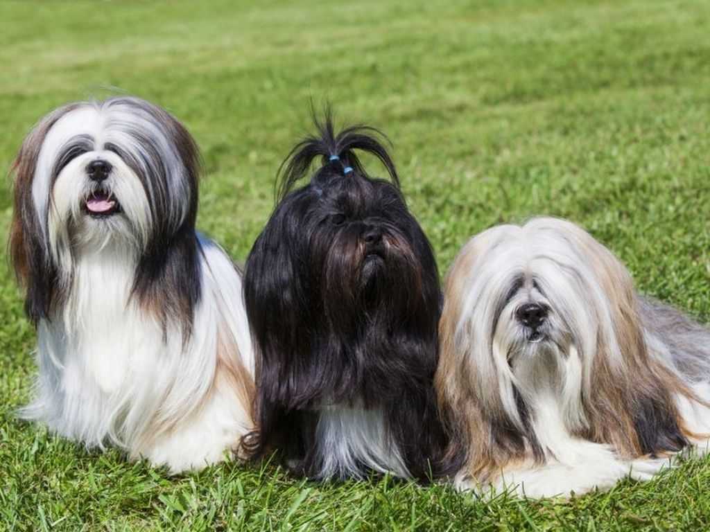 Лхаса апсо: описание породы, цена взрослой собаки, отличие от ши-тцу