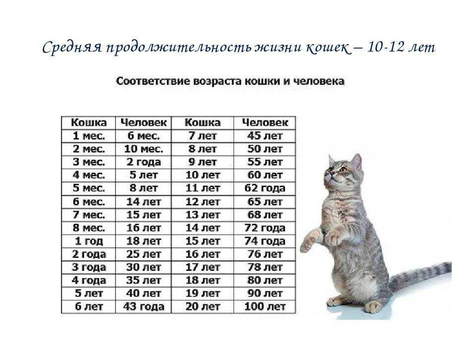 Нормы веса британских котят с разбивкой по месяцам, перебор или недобор веса у котят