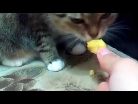 Можно котят кормить картошкой или нет