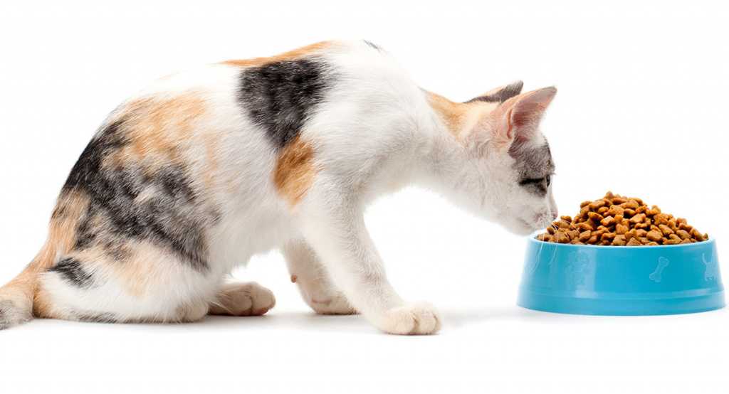 Как приучить кота к сухому корму