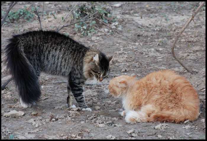 Причина драки котов между собой: варианты как отучить и разнять питомцев