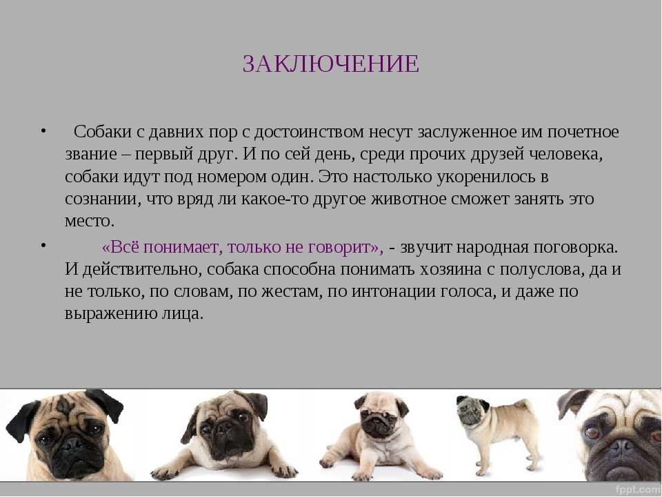Заболевания вестибулярного аппарата у кошек - симптомы, лечение вестибулярных нарушений у кошек в москве. ветеринарная клиника "зоостатус"