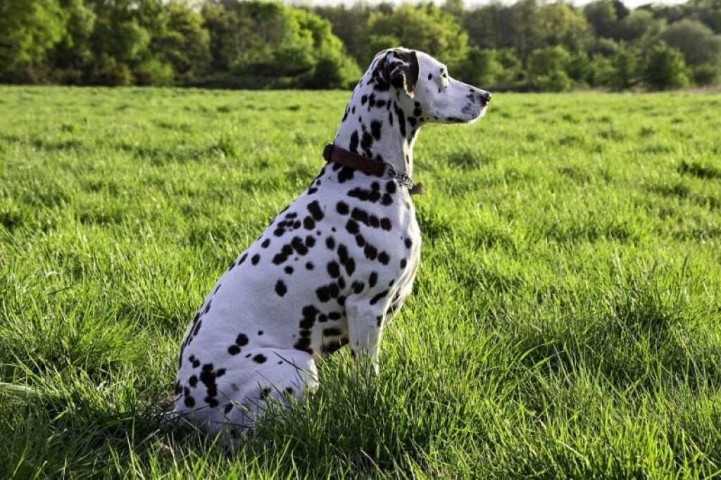 Далматинец: описание породы, характер собаки и щенка, фото, цена