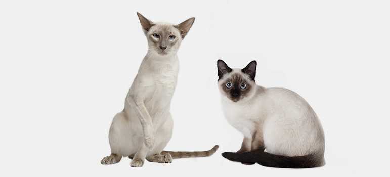 Сходства и отличия сиамских и тайских кошек
