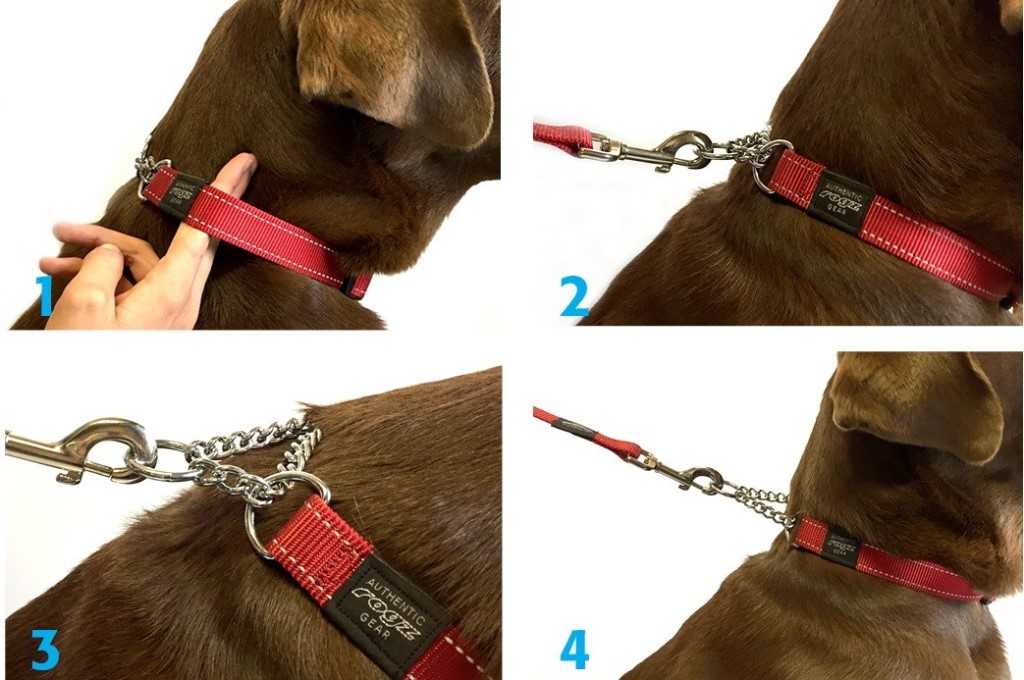 Правила выбора ринговки для выставки собак