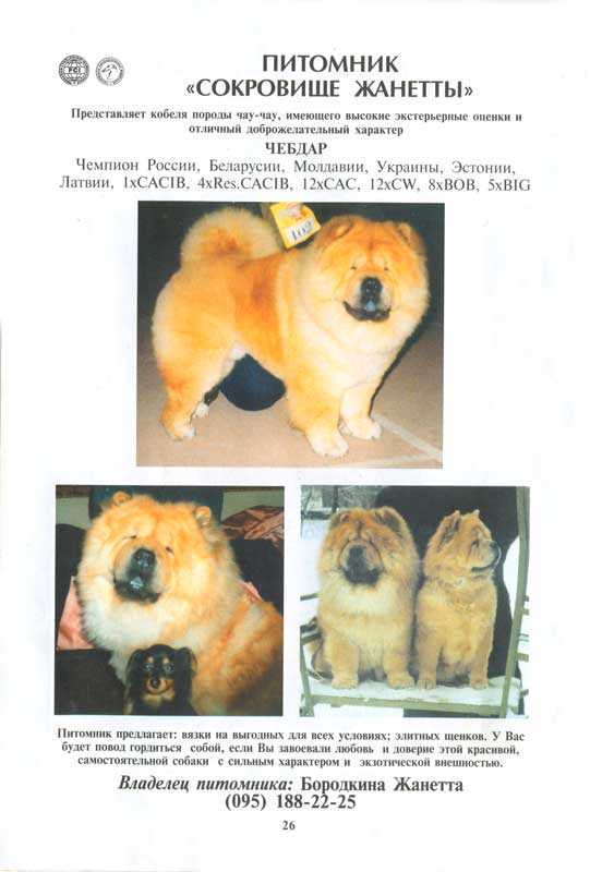 Порода собак чау-чау. описание с фото, видео. отзывы, цена