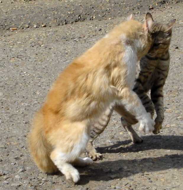 Почему кошки внезапно нападают на хозяев?