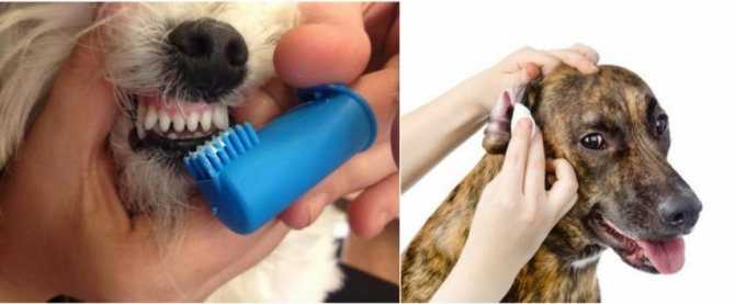 Как избавиться от запаха собаки: лучшие способы нейтрализации запаха