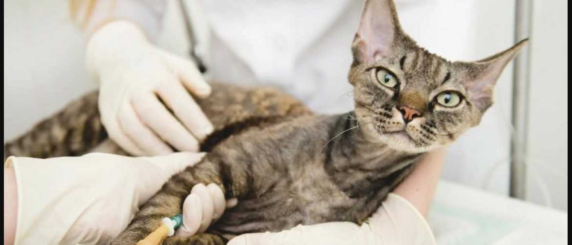 Диагностика и лечение мастоцитомы у собак и кошек в россии
