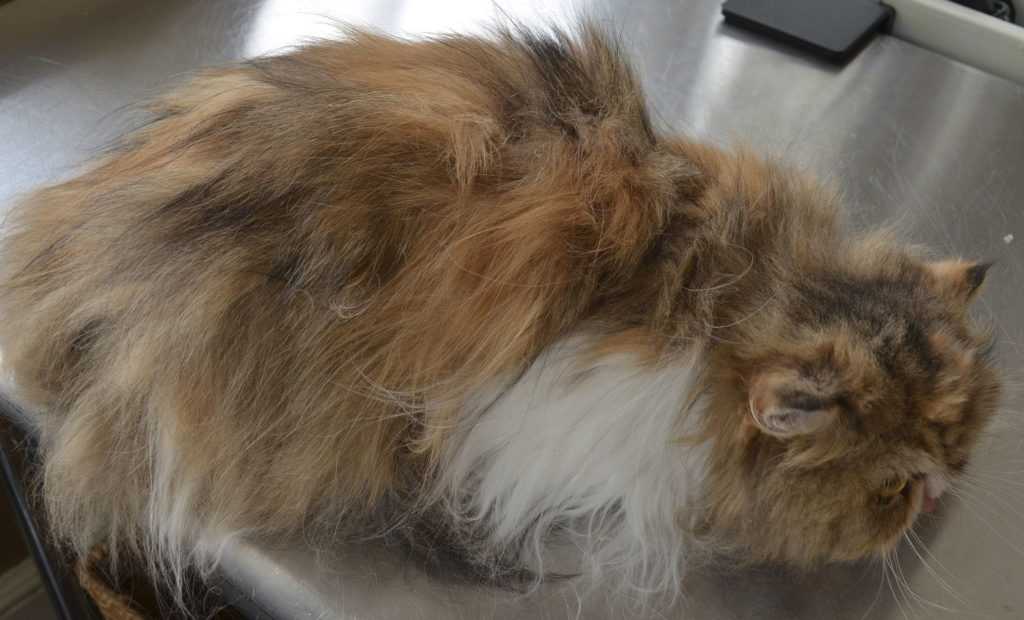 В ветеринарной практике сальный хвост у кота – распространенное заболевание. Идентифицировать проблему легко: шерсть становится жирной липкой