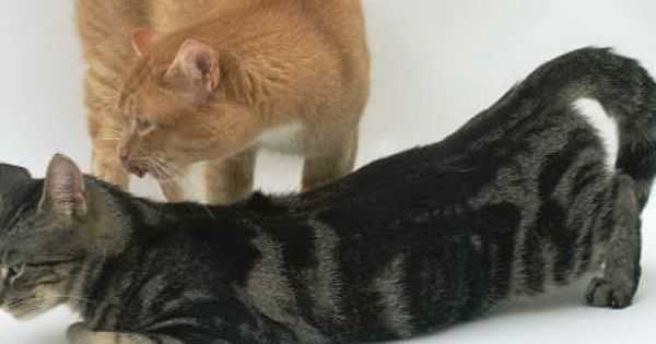 Как свести кота с кошкой первый раз – как заставить кошек спариваться?