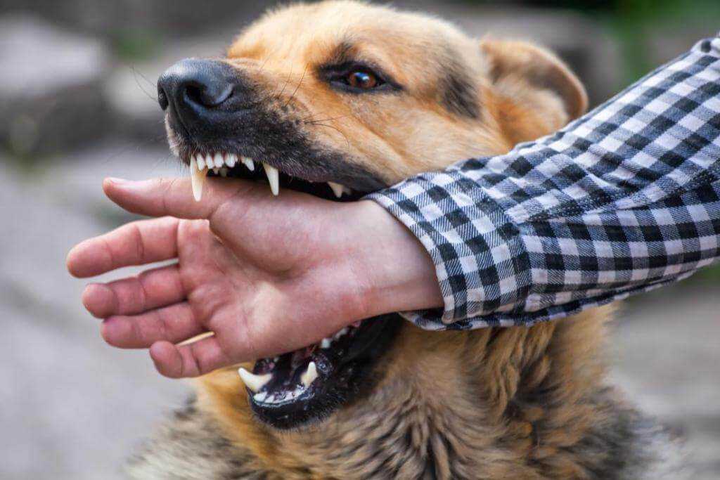 Чего боятся собаки и щенки: причины пугливости в разных ситуациях, как побороть страх и трусость у собаки
