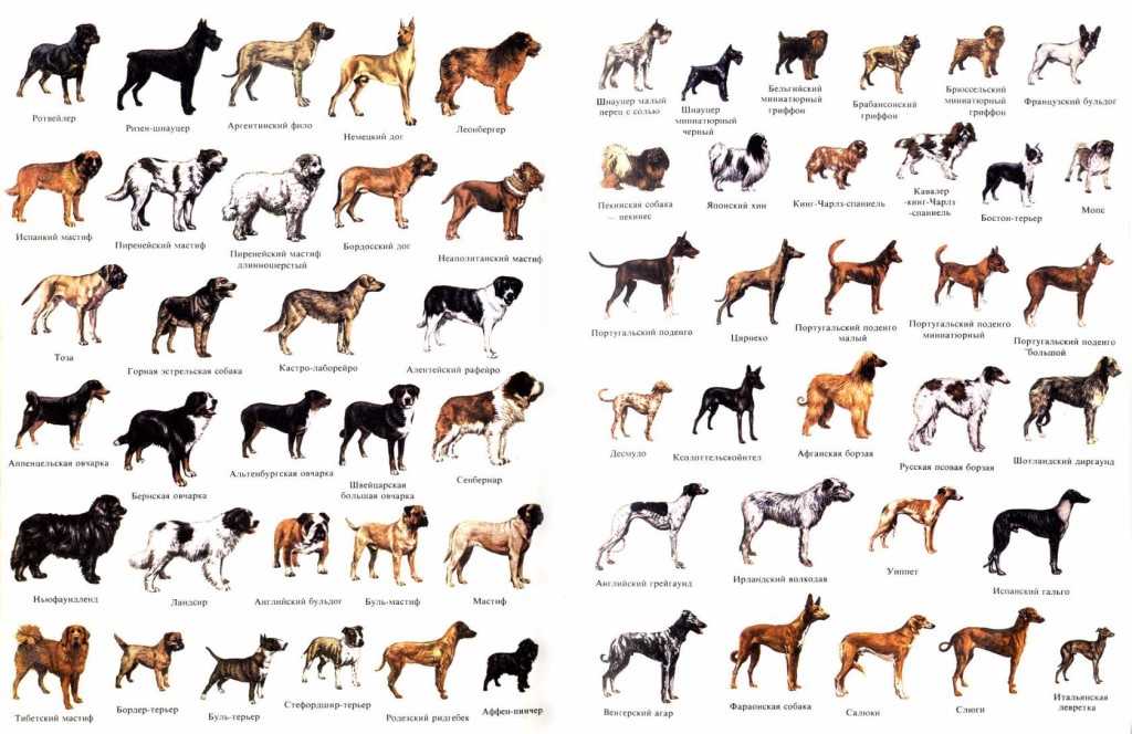Карликовый пинчер собака. описание, особенности, виды, уход и цена породы