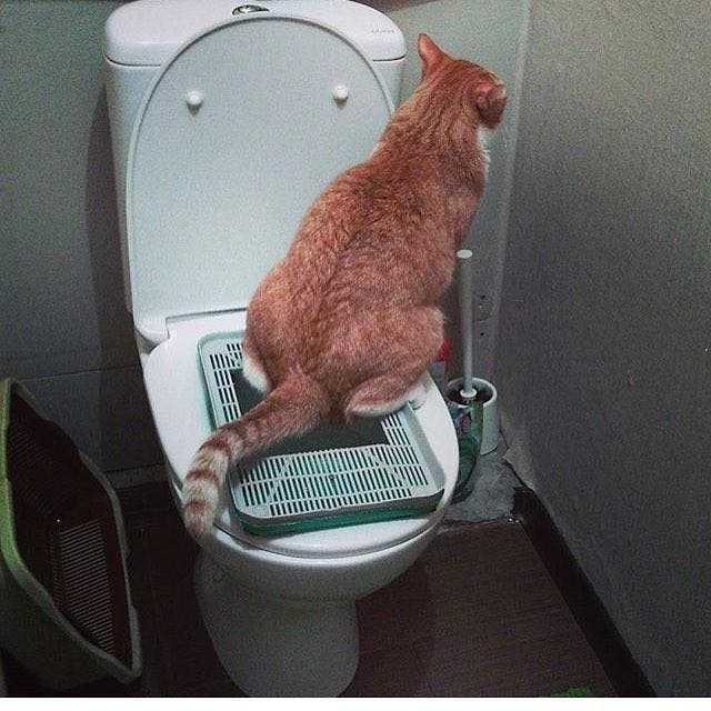 Почему кот не может сходить пописать, что делать если кошка не ходит в туалет