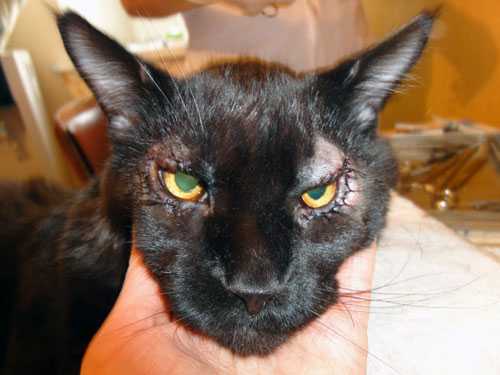 Диагностика слепоты у кошек и собак, домашних животных | офтальмологическое отделение ветеринарной клиники