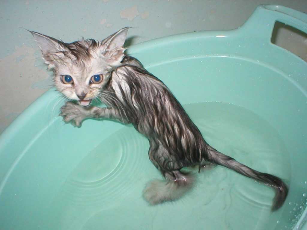 Как помыть котенка ( видео): выбор шампуня и правила проведения процедуры. можно ли мыть котенка, с какого возраста и зачем это делать?