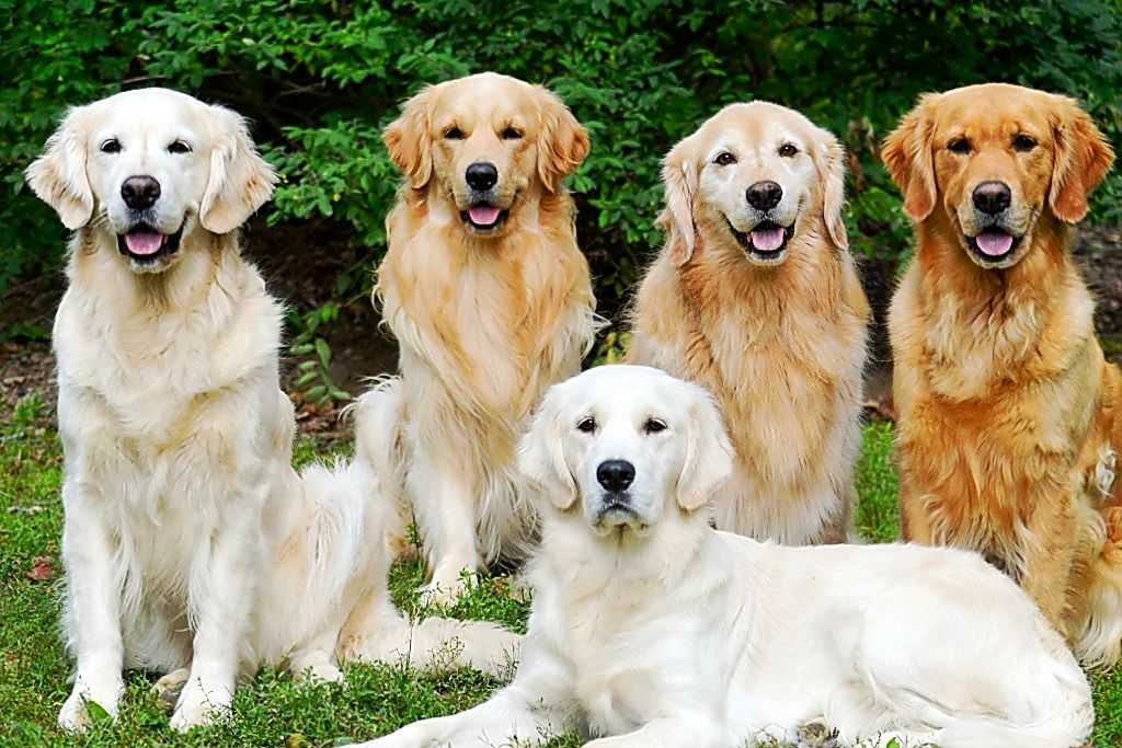 Золотистый ретривер 🐶 фото, описание, характер, факты, плюсы, минусы собаки ✔