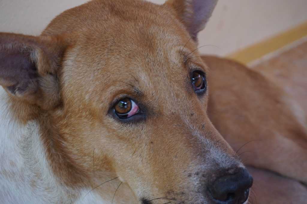 Гнойный конъюнктивит у собак: причины, лечение, профилактика | блог ветклиники "беланта"