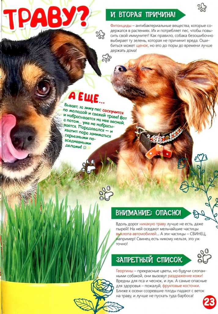 Почему собака ест траву: причины, зачем и можно ли, какие опасно